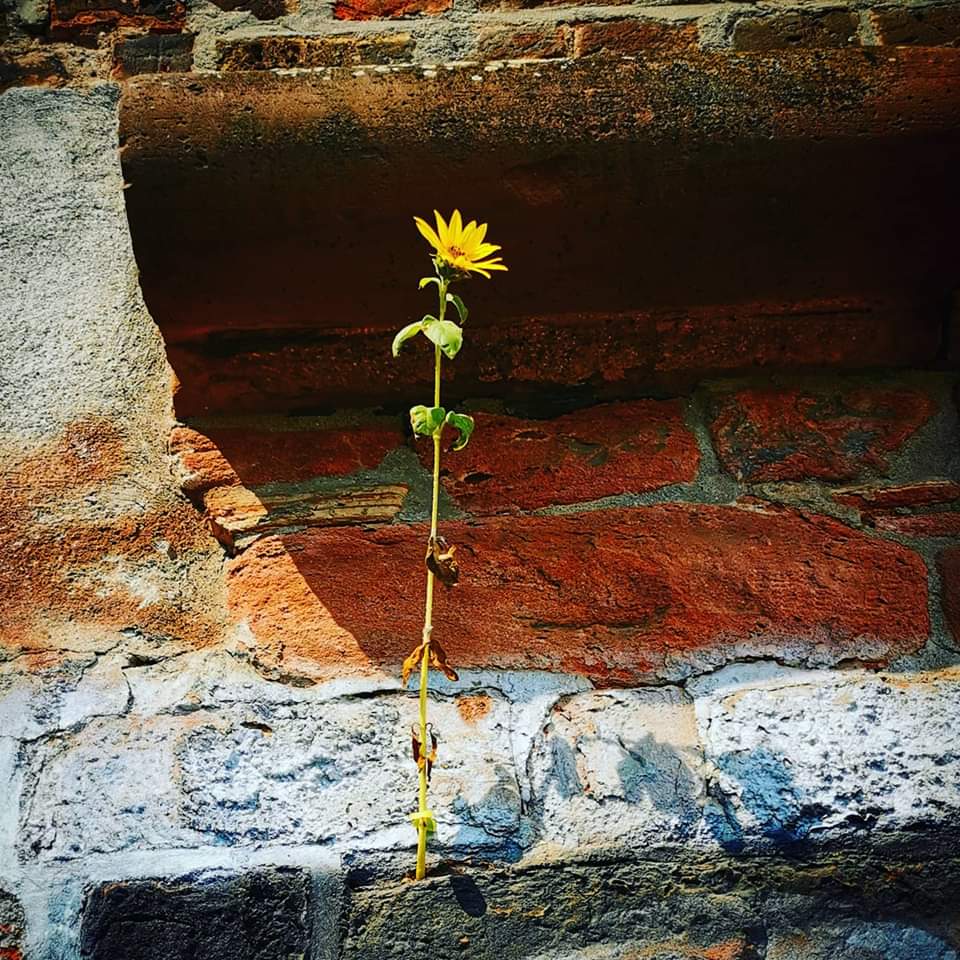 Sonnenblume wächst aus einem alten Gemäuer 