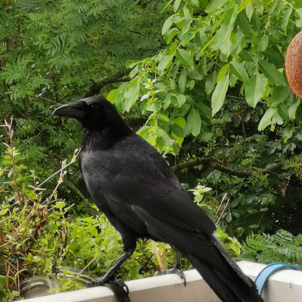 Krähe auf dem Balkon