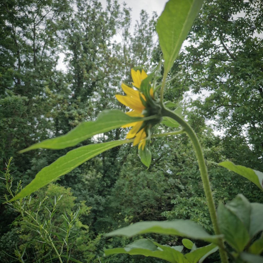  Sonnenblume auf dem Balkon, seitlich fotografiert  