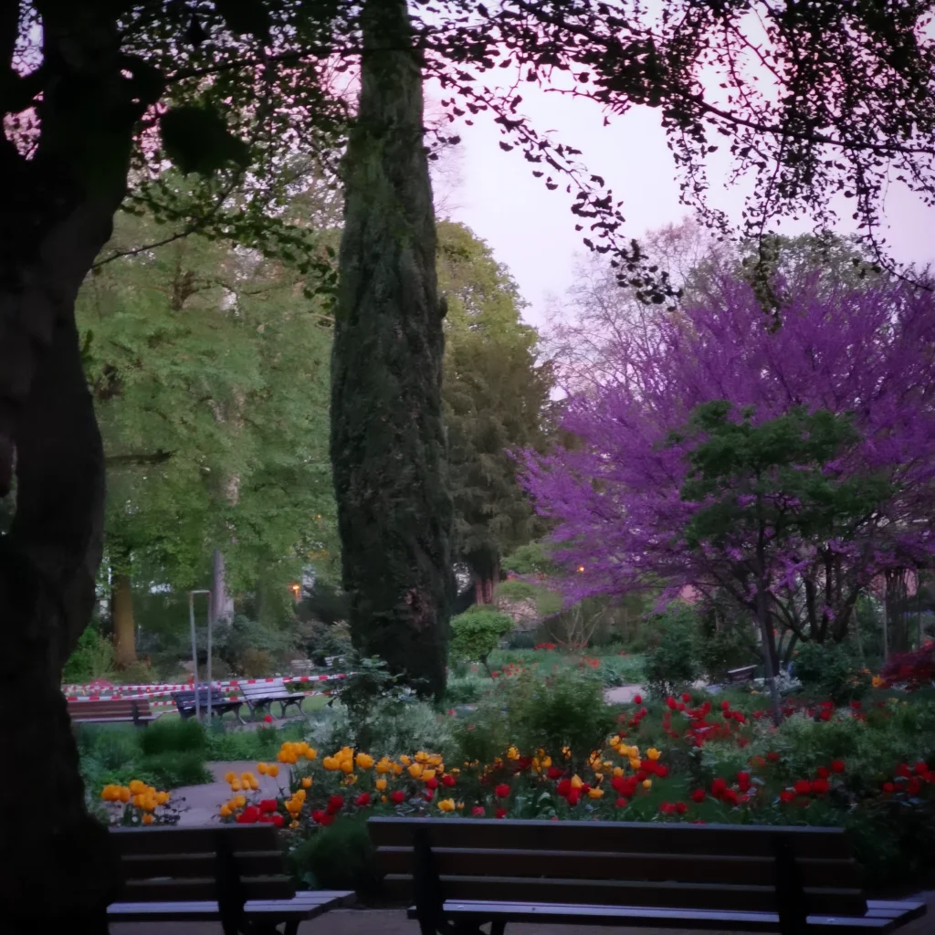 Bildbeschreibung: Blick in den Bethmannpark, zwei Parkbänke von hinten, farbige Tulpen, ein rosa blühender Baum, ein alter Baum von dem nur der Stamm zu sehen ist links am Bildrand  