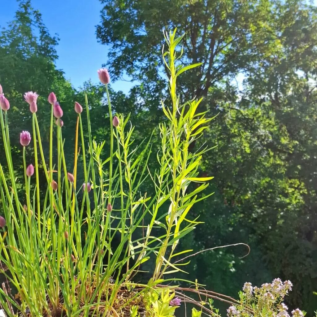 Leicht blühender Schnittlauch vor grünem Hintergrund mit blauem Himmel.