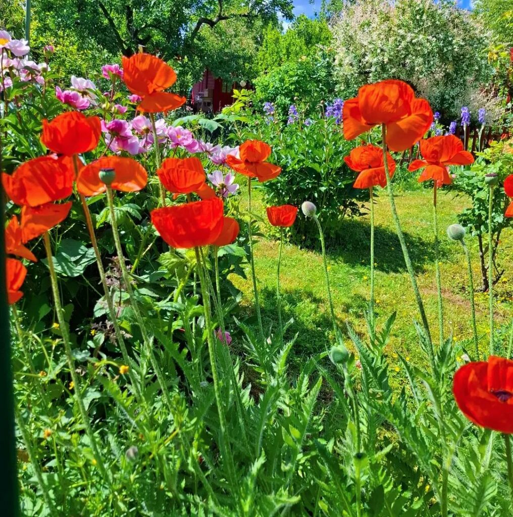 Mohnblumen in einem Garten 