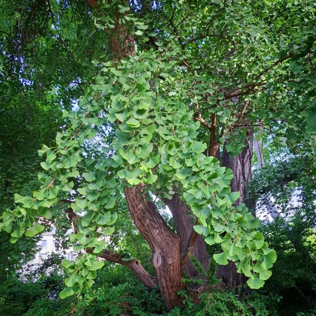 Ginkgobaum in der Morgensonne 