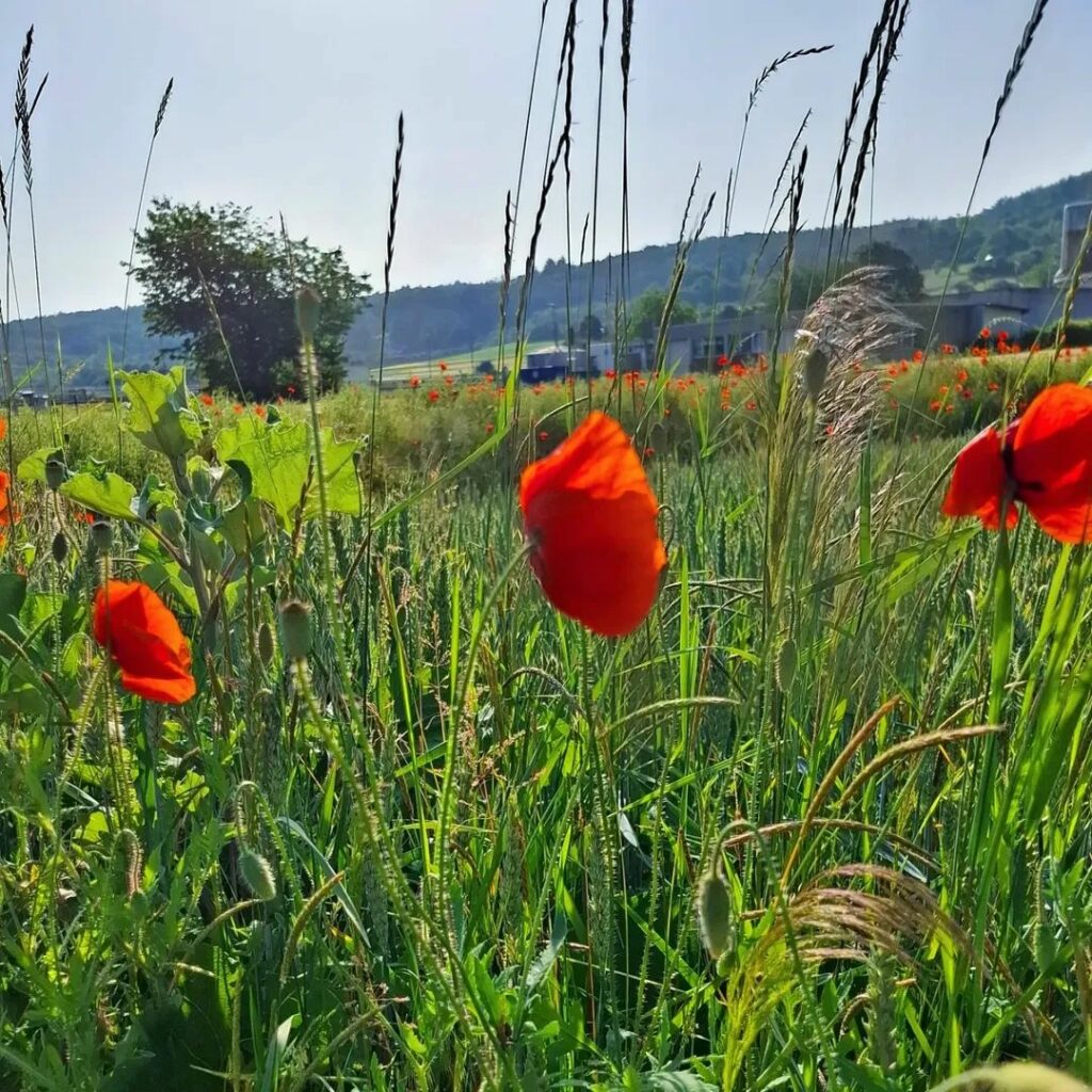 Drei Mohnblumen vor hügeliger Landschaft. 
