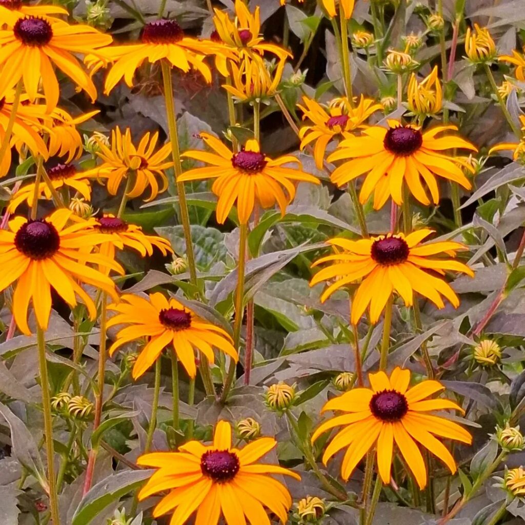 Blumen im Bethmannpark