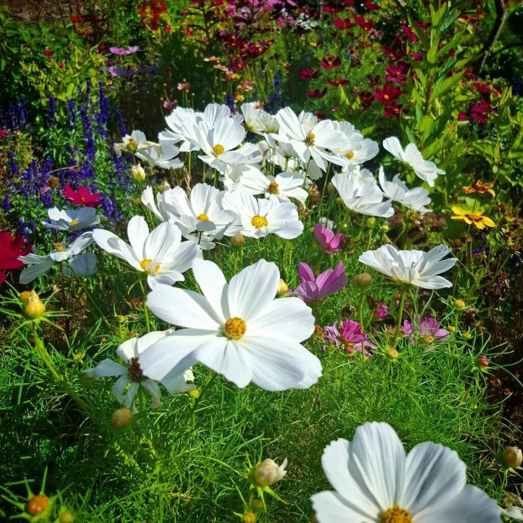 
Mehrere kleine, weiße Blüten mit zarten Blütenblättern stehen in einem Strauß aus dünnen, grünen Stielen. Im Hintergrund schimmert weiches Sonnenlicht, das die Blüten leicht durchleuchtet.
