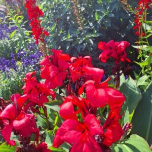 Ein Gartenbeet voller leuchtend roter Blüten vor sattem Grün, von Sonnenlicht durchflutet.