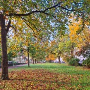 Zwei Reihen herbstlicher Walnussbäume, dazwischen Gras.