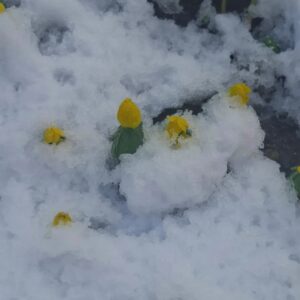 Gelbe Winterlinge im Schnee.