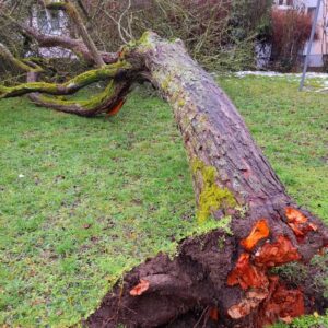 Umgefallener Baum auf einer Grasfläche.