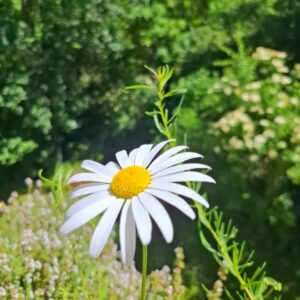 Weiße Blüte vor grünem Hintergrund